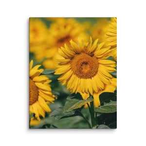 BM Canvas